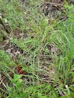 Rocky Mountain Sedge thumbnail 3