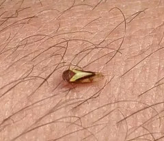 Oncopsis flavidorsum thumbnail 2