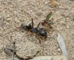 Silvery Field Ant thumbnail 4