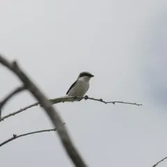 Loggerhead Shrike thumbnail 2