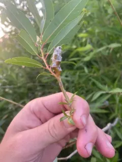 Rabdophaga salicistriticoides thumbnail 1