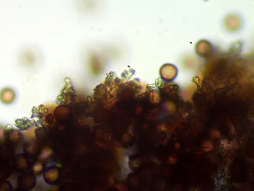 Didymium minus