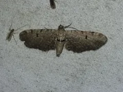 Eupithecia indistincta thumbnail 2