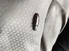 Burnt Conifer Bark Beetle thumbnail 2