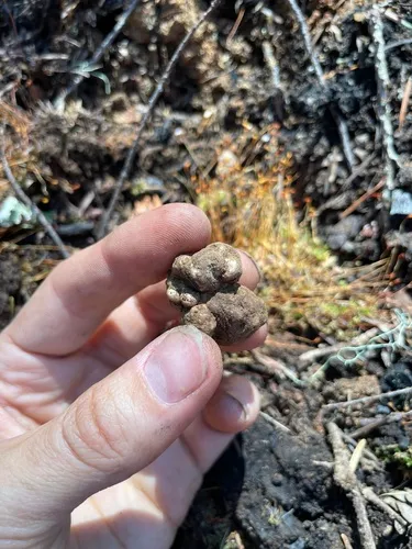 Tuber sphaerosporum