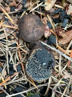 Melanogaster macrocarpus thumbnail 2