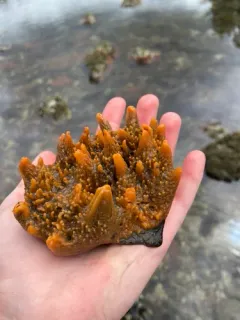 crumb-of-bread sponge thumbnail 3