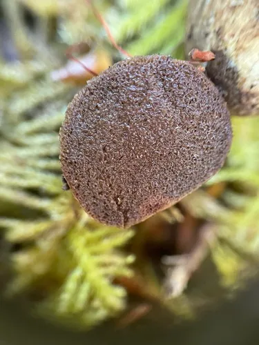 Rhizopogon vesiculosus