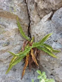 Kruckeberg's sword fern thumbnail 4