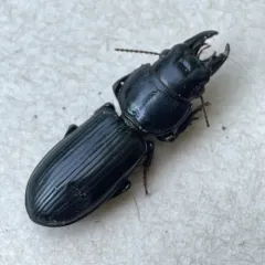 Big-headed Ground Beetle thumbnail 4