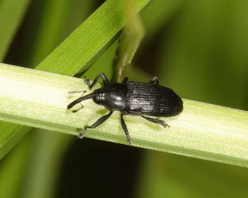 Dirabius rectirostris
