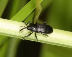 Dirabius rectirostris thumbnail 1