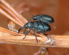 Magdalis austera thumbnail 3