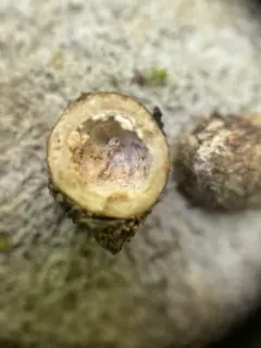 Elaphomyces papillatus thumbnail 2