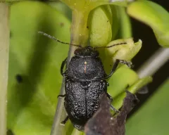 Pachybrachis luridus thumbnail 3