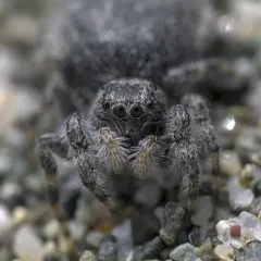 Intertidal Jumping Spider thumbnail 2