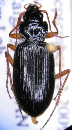Nebria obliqua thumbnail 3