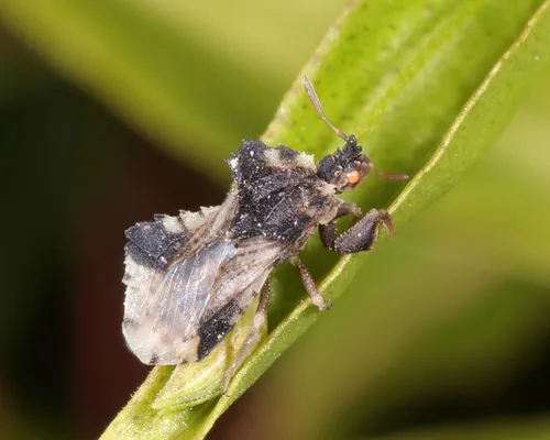 Phymata maculata
