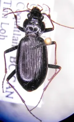 Nebria mannerheimii thumbnail 3