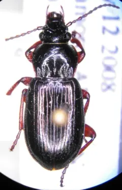 Stereocerus haematopus thumbnail 2