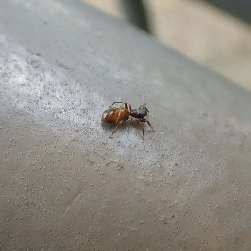 Palaearctic Antmimic Jumping Spider