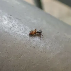 Palaearctic Antmimic Jumping Spider thumbnail 1