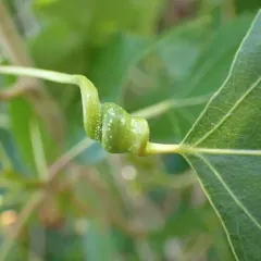 Poplar Spiral Gall Aphid thumbnail 1