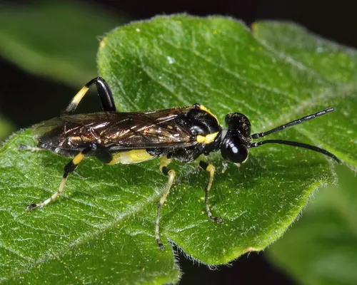 Macrophya flavicoxae