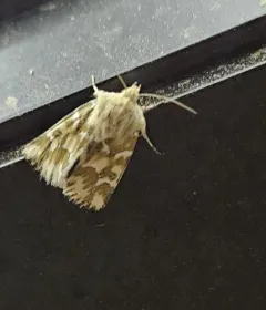Mead's Flower Moth thumbnail 2
