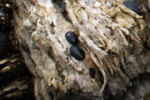 Black Limpet