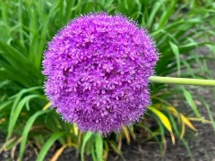 Giant Allium thumbnail 3