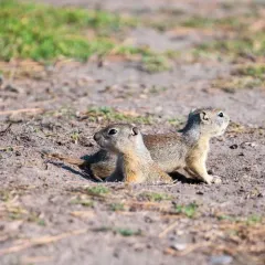 Belding's Ground Squirrel thumbnail 4