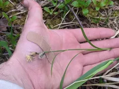 short-stalk sedge thumbnail 4