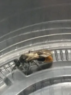 Sphaeropthalma marpesia thumbnail 3