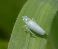 Pagaronia minor thumbnail 1