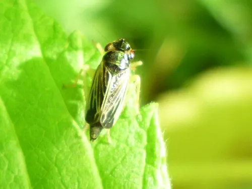 Evacanthus acuminatus