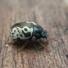 Confluent Leaf Beetle thumbnail 2