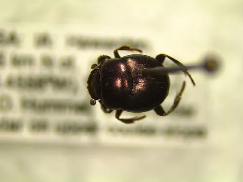 Canthon viridis