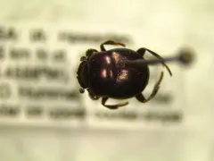 Canthon viridis thumbnail 1