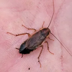 Pennsylvania Wood Cockroach thumbnail 2