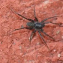 Stone Spider thumbnail 2