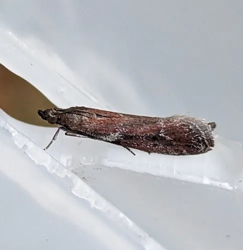 Ephestiodes erythrella