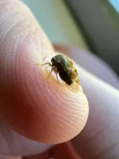 Cyrtolobus togatus thumbnail 2