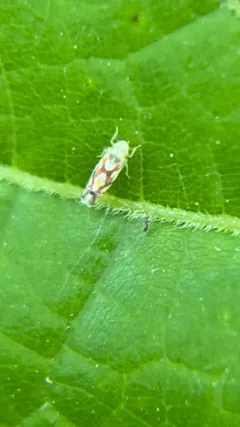 Vine Leafhopper thumbnail 4