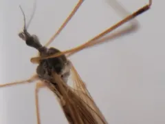 Pseudolimnophila inornata thumbnail 4
