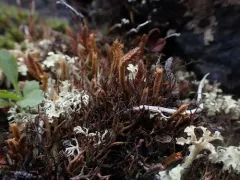 Siberian Spikemoss thumbnail 2