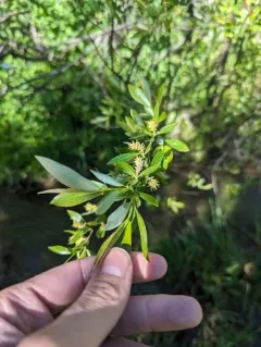 Geyer's willow thumbnail 2
