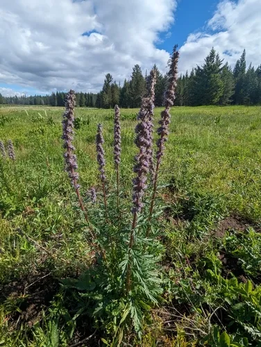 Idaho Phacelia