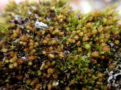 Thomson's Calcareous Moss