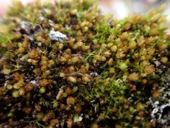 Thomson's Calcareous Moss thumbnail 1